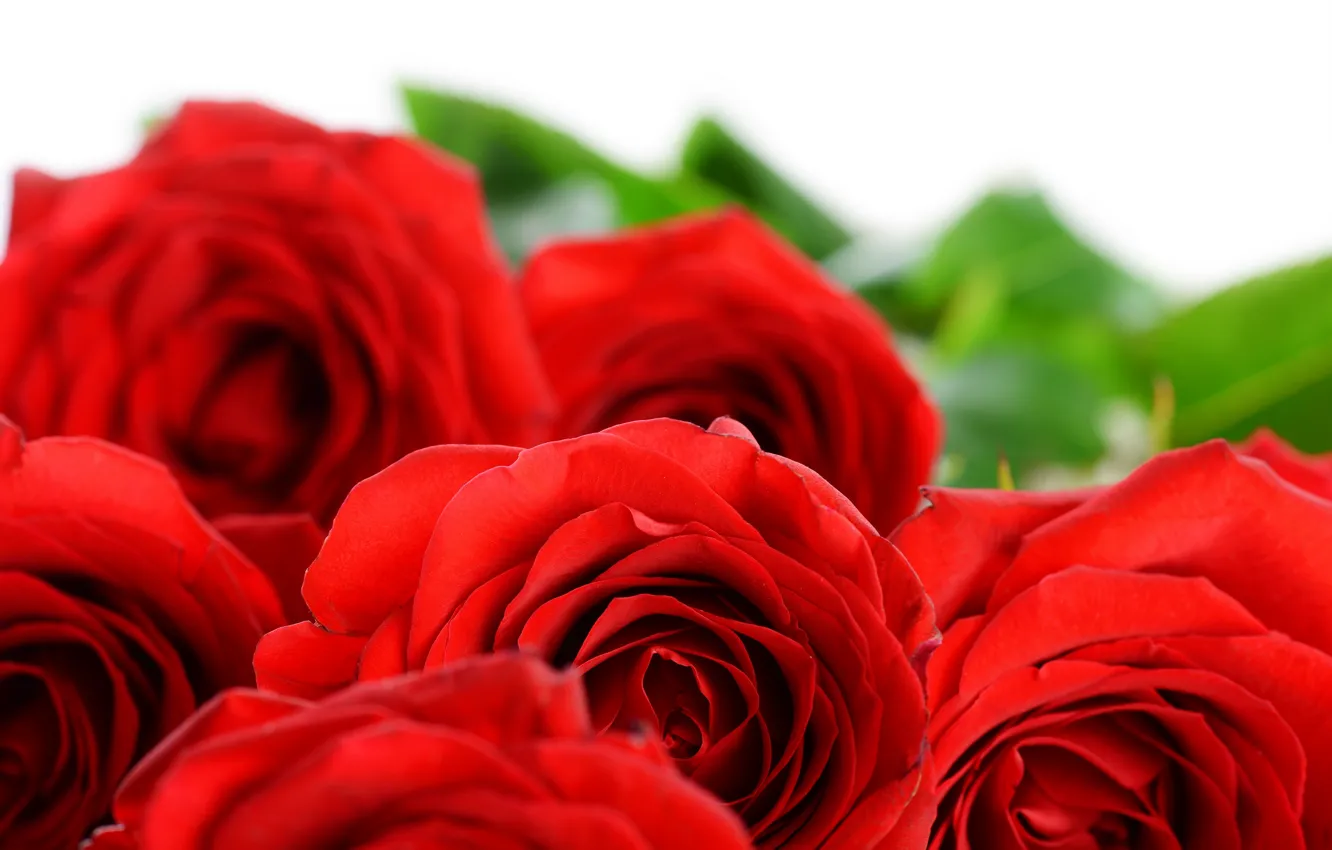 Фото обои цветы, розы, лепестки, красные розы