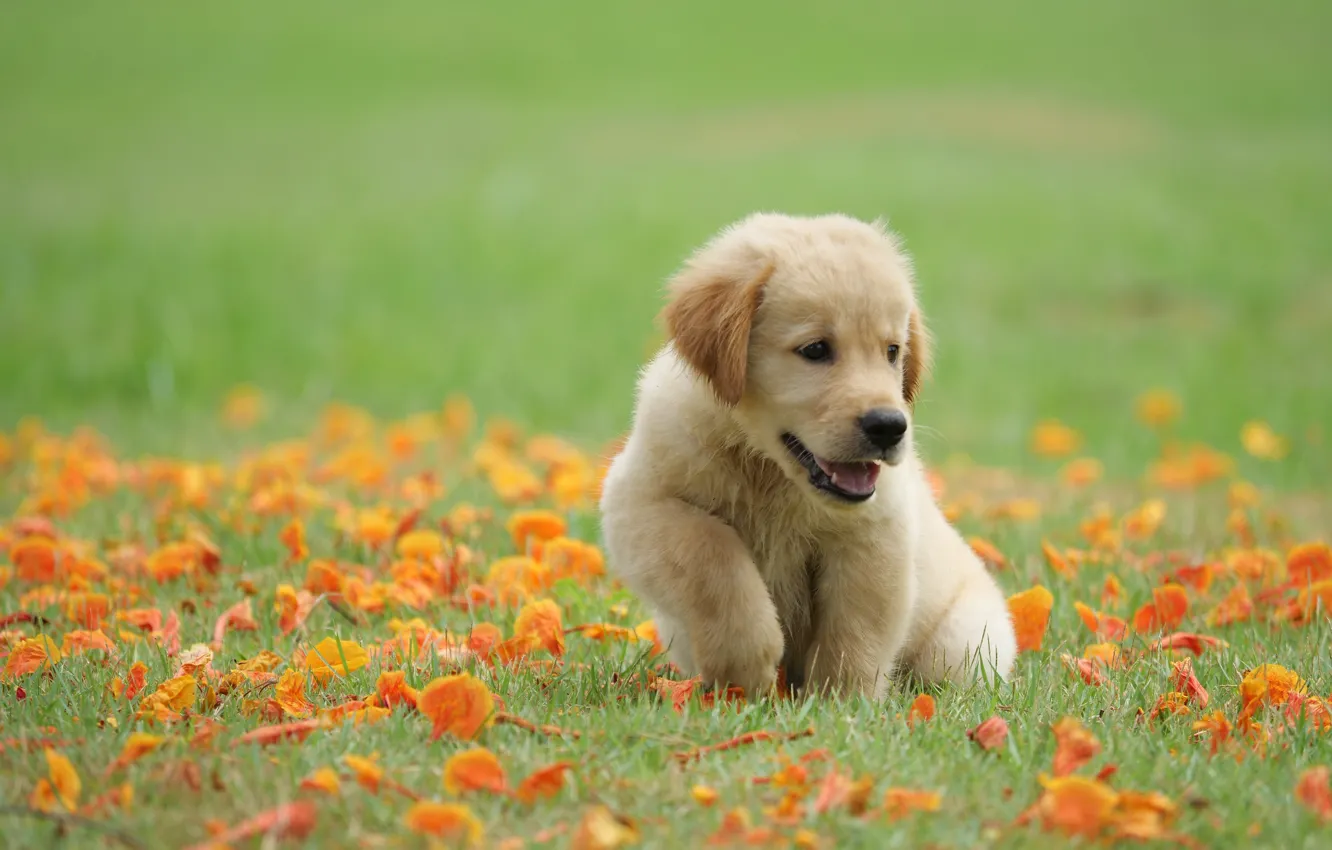 Фото обои трава, цветы, парк, милый, щенок, golden, лужайка, puppy