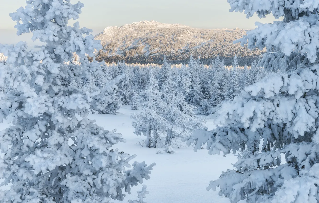 Фото обои зима, лес, снег, деревья, горы, ели, Россия, Южный Урал