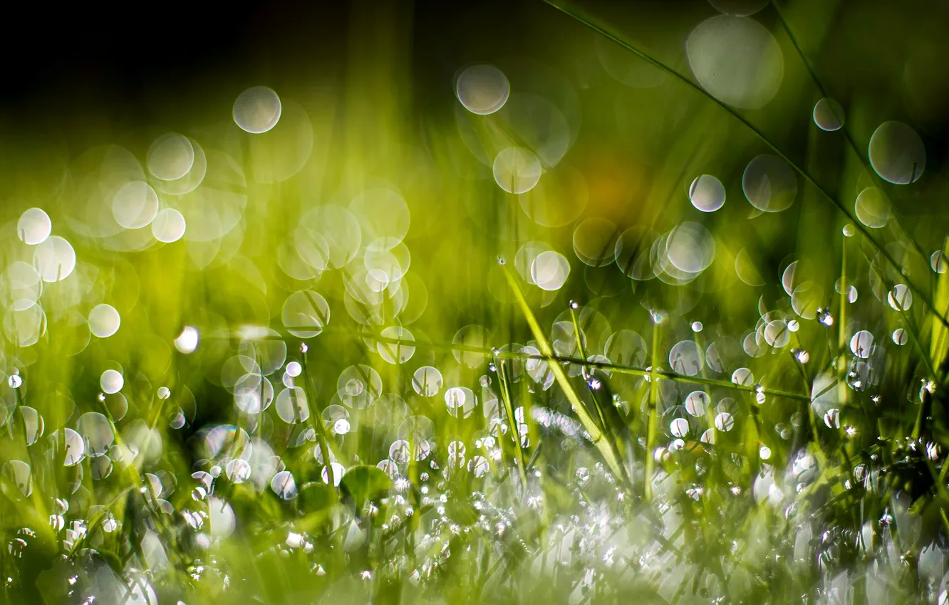 Фото обои зелень, трава, вода, капли, макро, природа, роса, боке