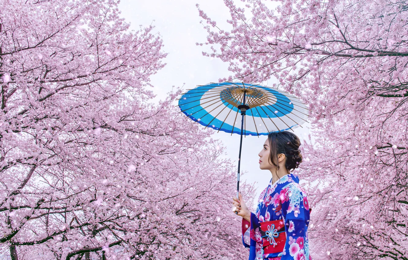 Фото обои вишня, японка, весна, зонт, Япония, сакура, Japan, кимоно