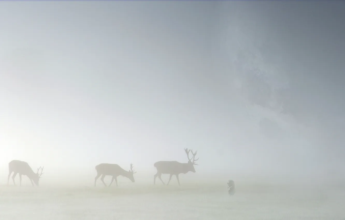 Фото обои животные, трава, туман, пейзажи, олени, лоси, ёжик в тумане