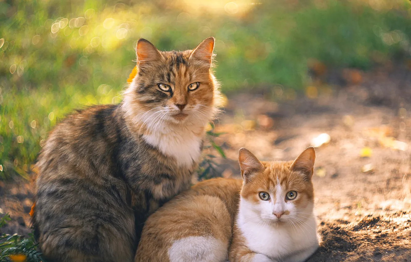 Фото обои кошка, кот, фон, парочка, семейный портрет, Ольга Алексейчик