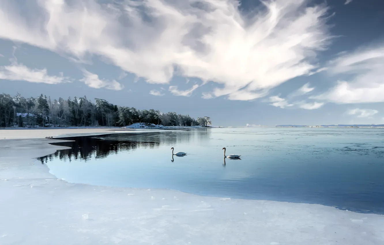 Фото обои озеро, берег, лебеди