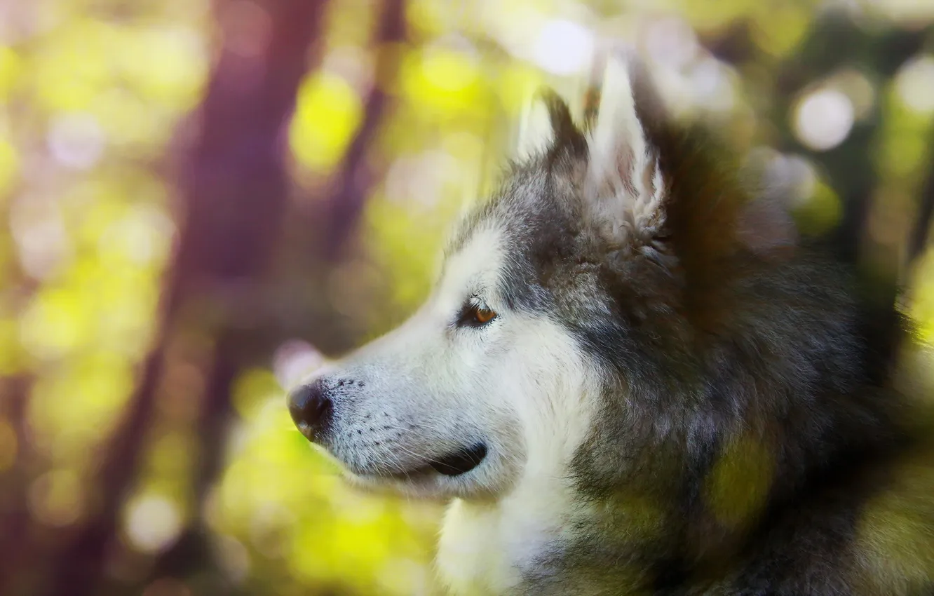 Фото обои взгляд, собака, Alaskan malamute