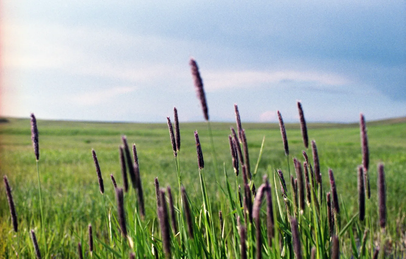 Фото обои поле, небо, трава, облака, стебли, куст