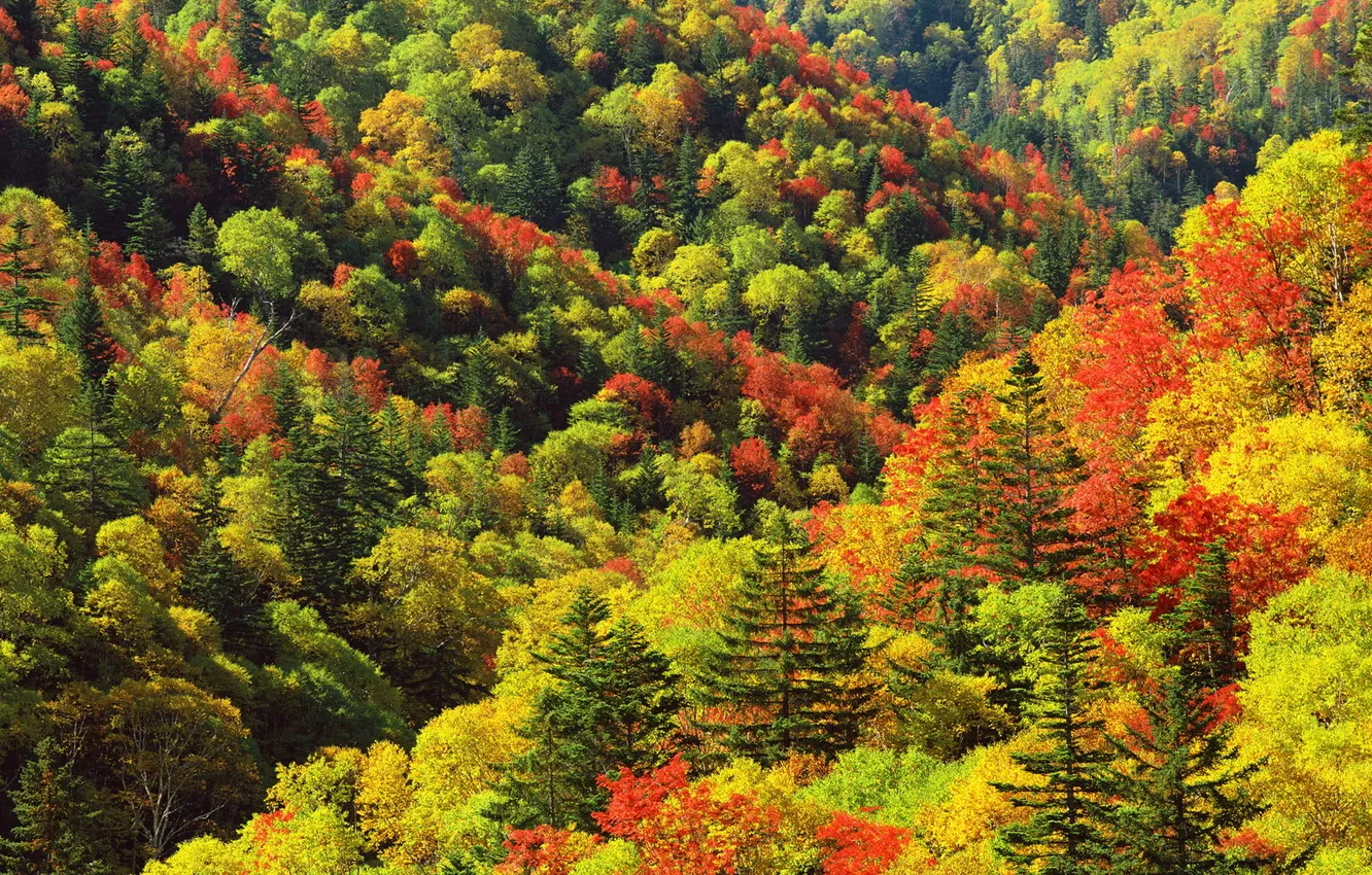 Фото обои осень, лес, деревья, холмы, листва, яркие цвета