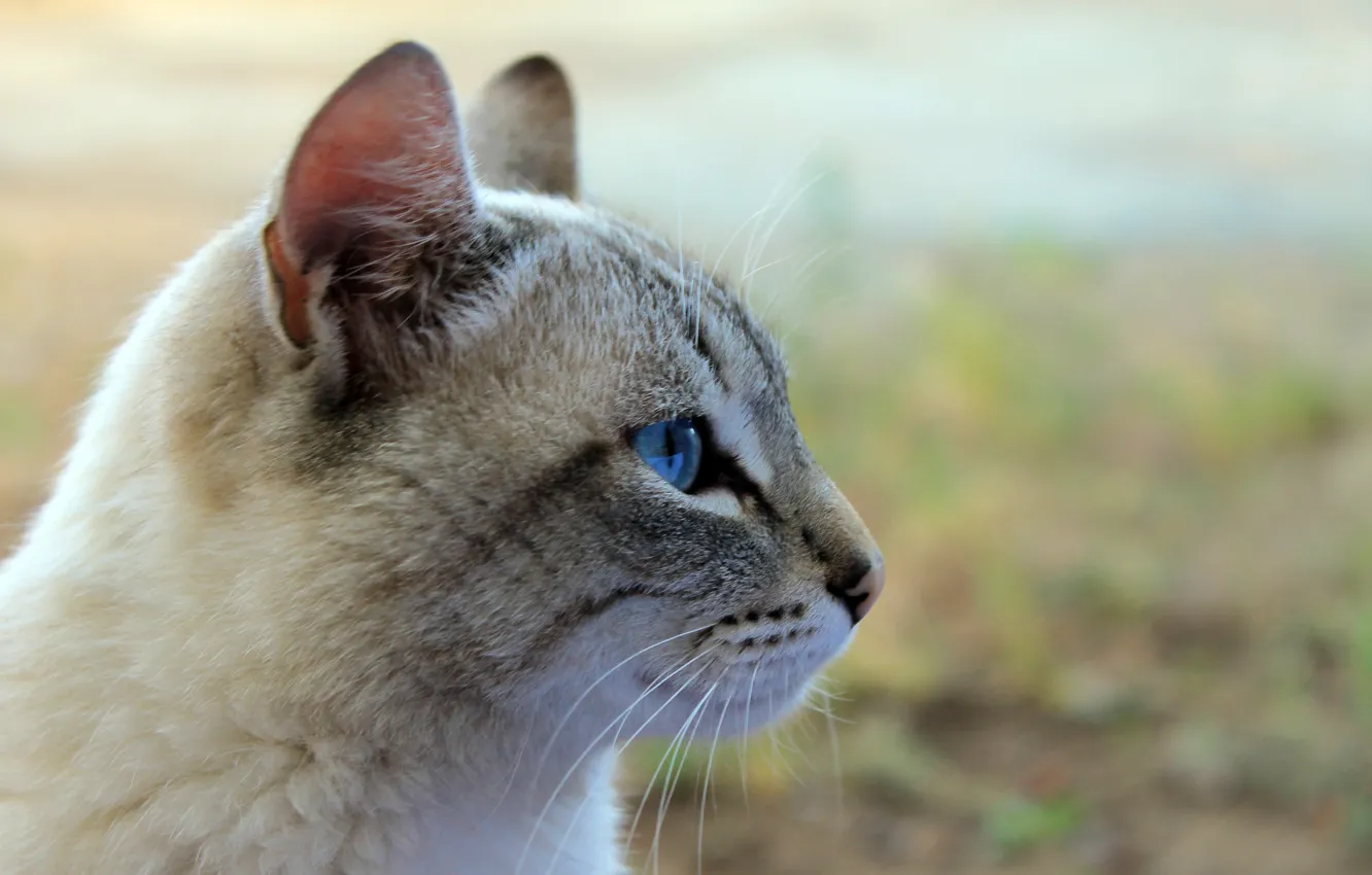 Фото обои кошка, взгляд, cat