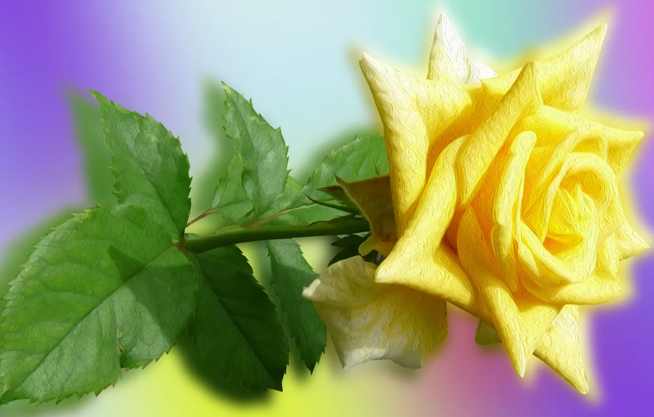 Фото обои Kwiaty, Róże, Żółte