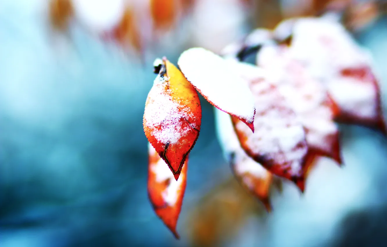 Фото обои осень, листья, снег