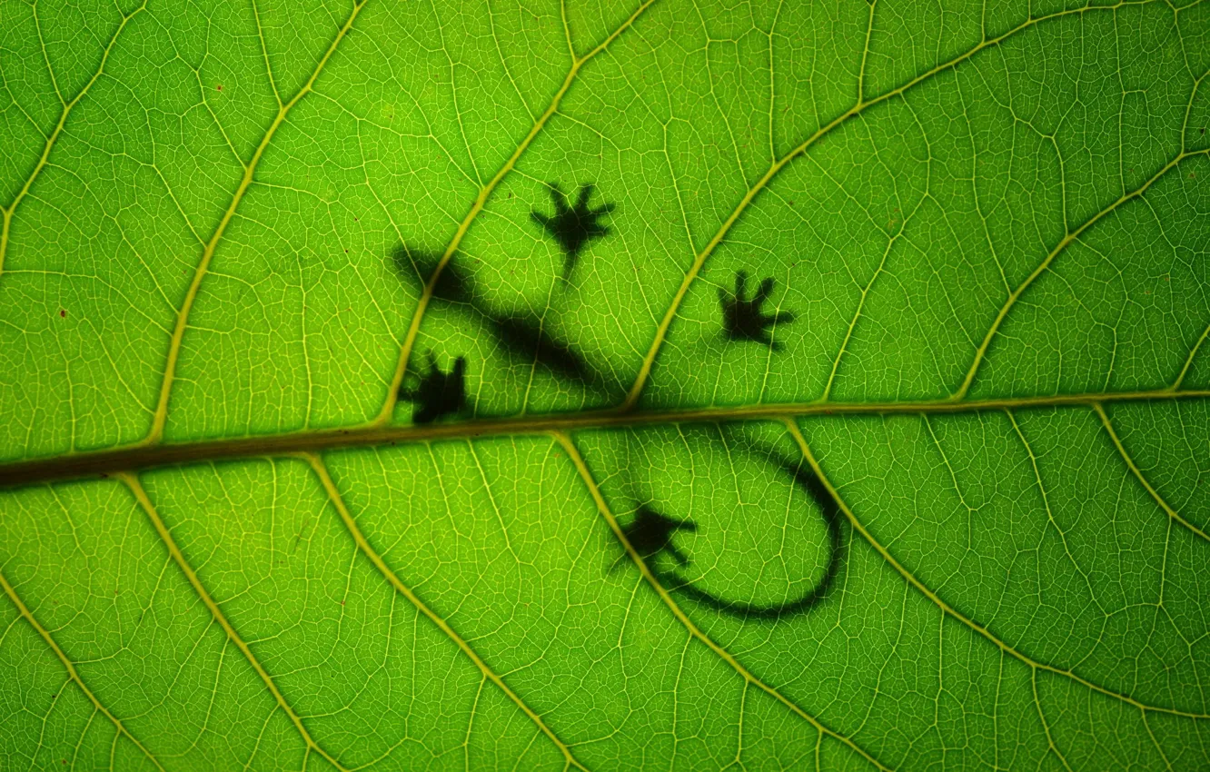 Фото обои макро, лист, зеленый, фон, текстура, ящерица