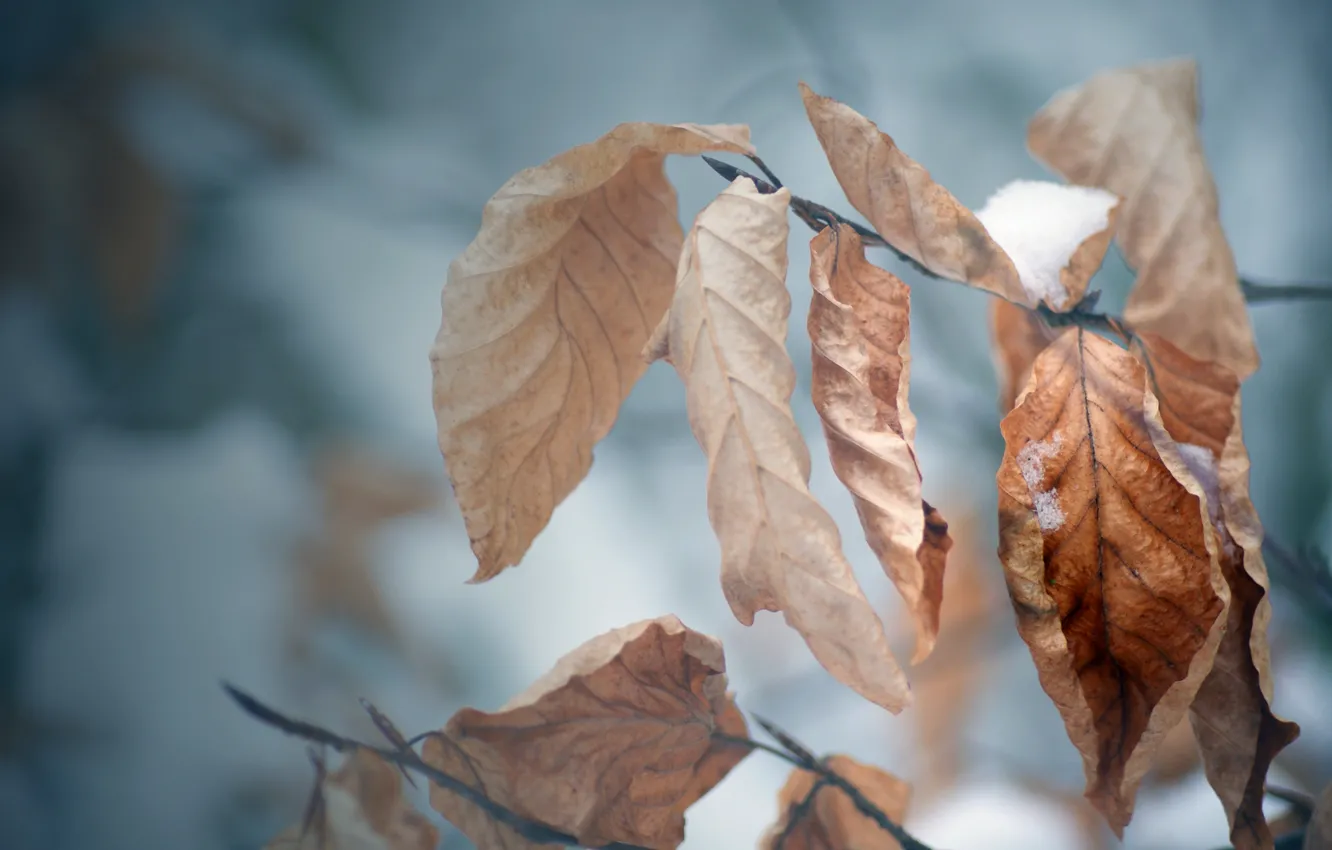 Фото обои холод, зима, осень, листья, снег, дерево, настроение, ветка