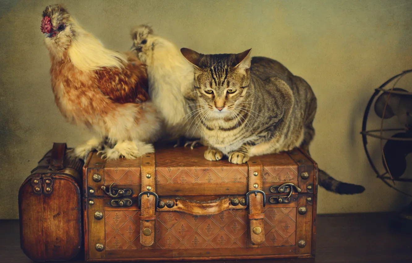 Фото обои кошка, кот, стиль, ретро, обработка, вентилятор, чемоданы, куры