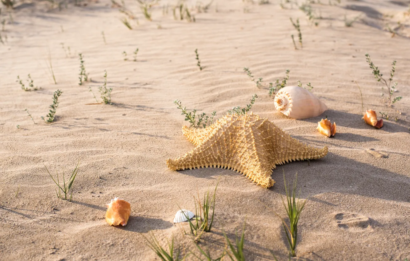 Фото обои песок, пляж, лето, ракушки, summer, beach, sea, sand