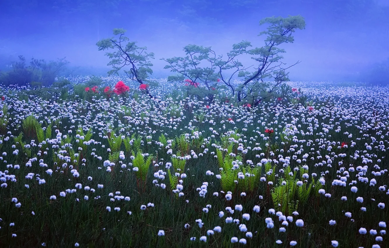 Фото обои трава, цветы, природа, туман, роса, утро, Япония, дымка