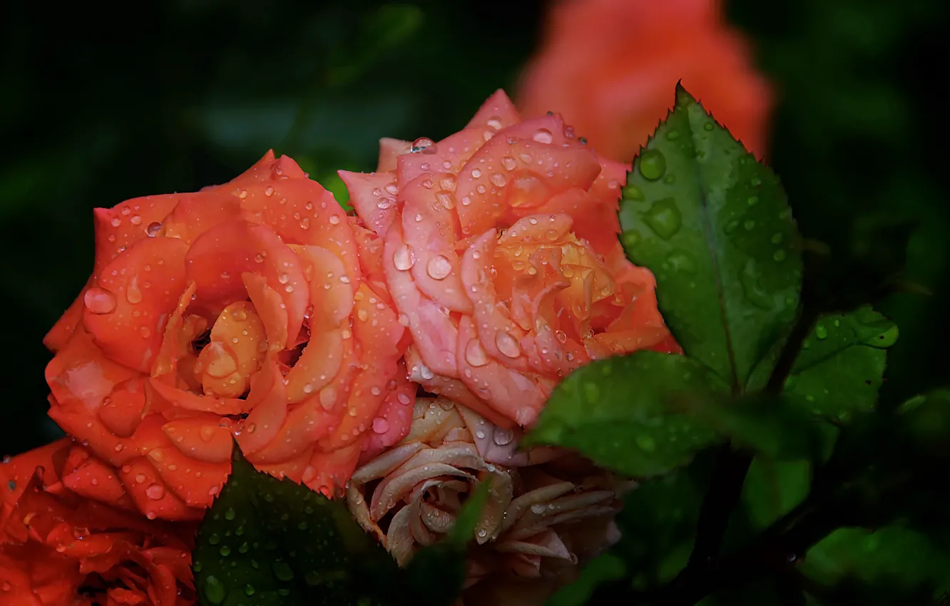 Фото обои капли, розы, оранжевые, Rose, orange, drops