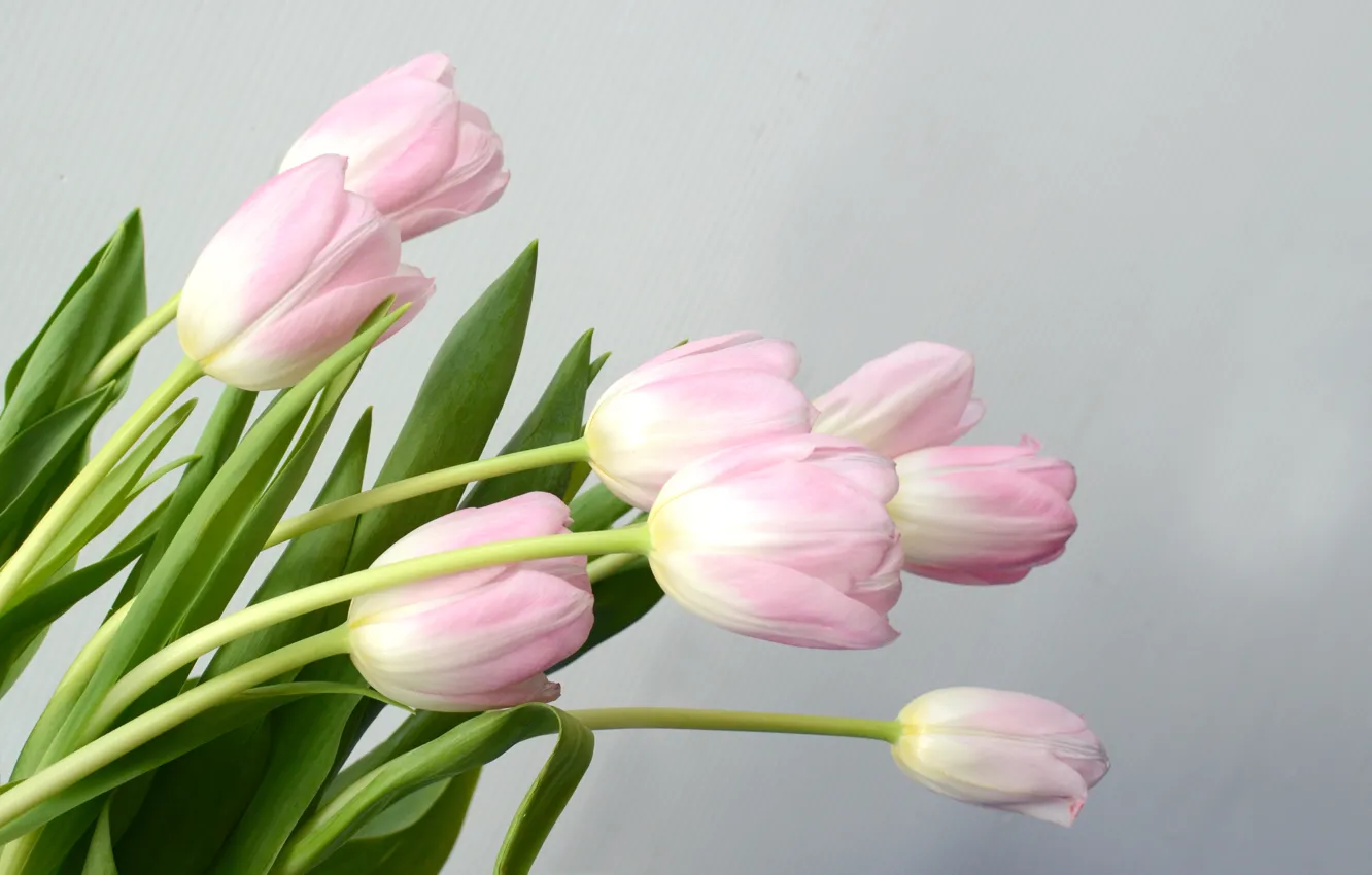 Фото обои цветы, букет, тюльпаны, розовые, pink, flowers, tulips, spring