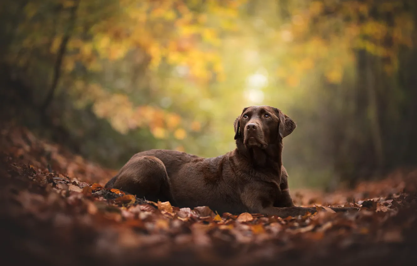 Фото обои осень, взгляд, поза, листва, собака, коричневая