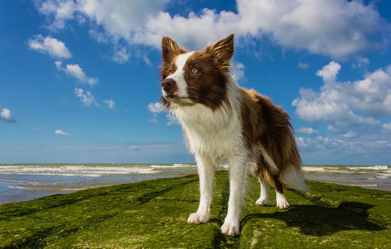 Фото обои море, волны, пляж, мокрый, собака, горизонт
