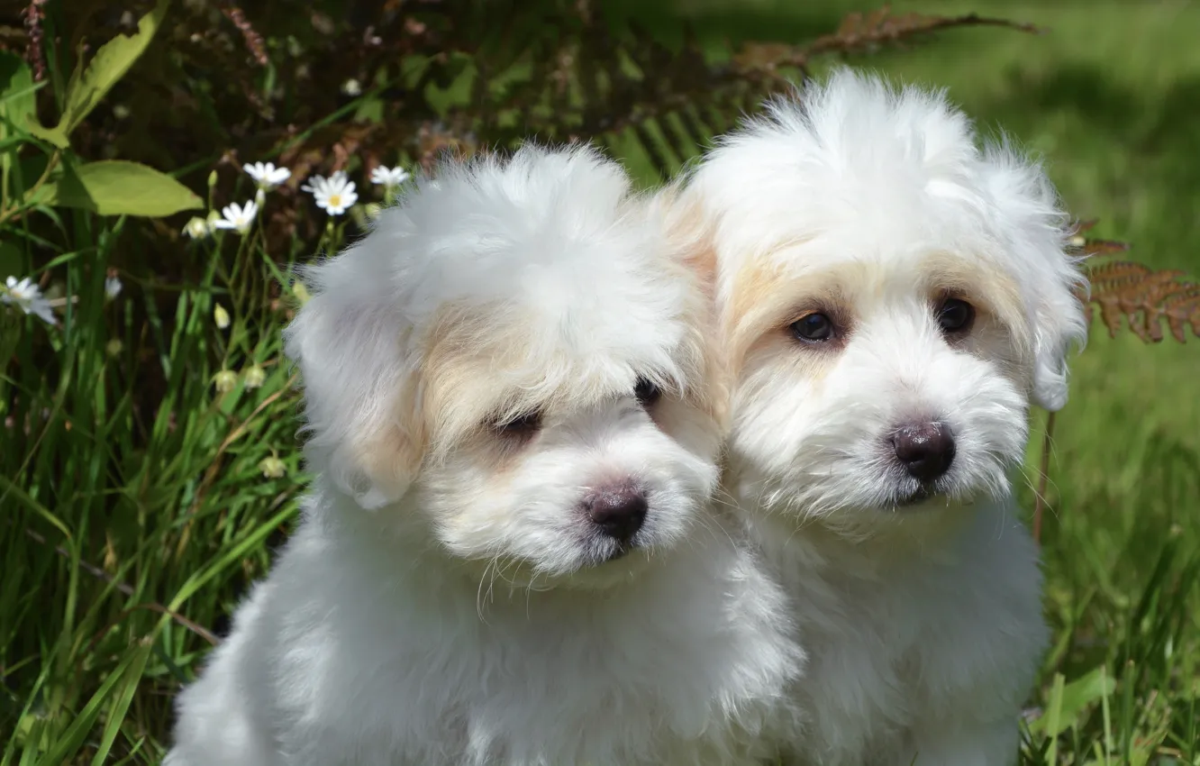 Фото обои собаки, лето, трава, листья, природа, поляна, щенки, щенок