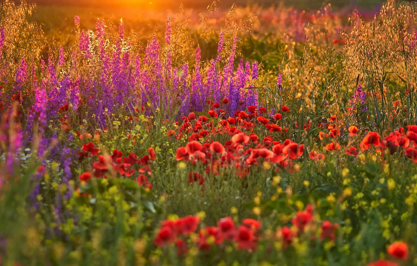 Фото обои поле, лето, цветы, поляна, маки, луг, красные, сиреневые