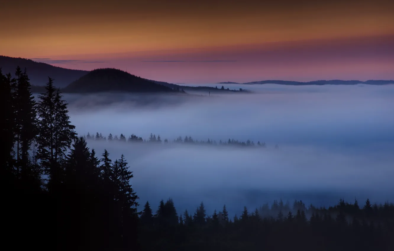 Фото обои лес, горы, туман, рассвет, утро, дымка