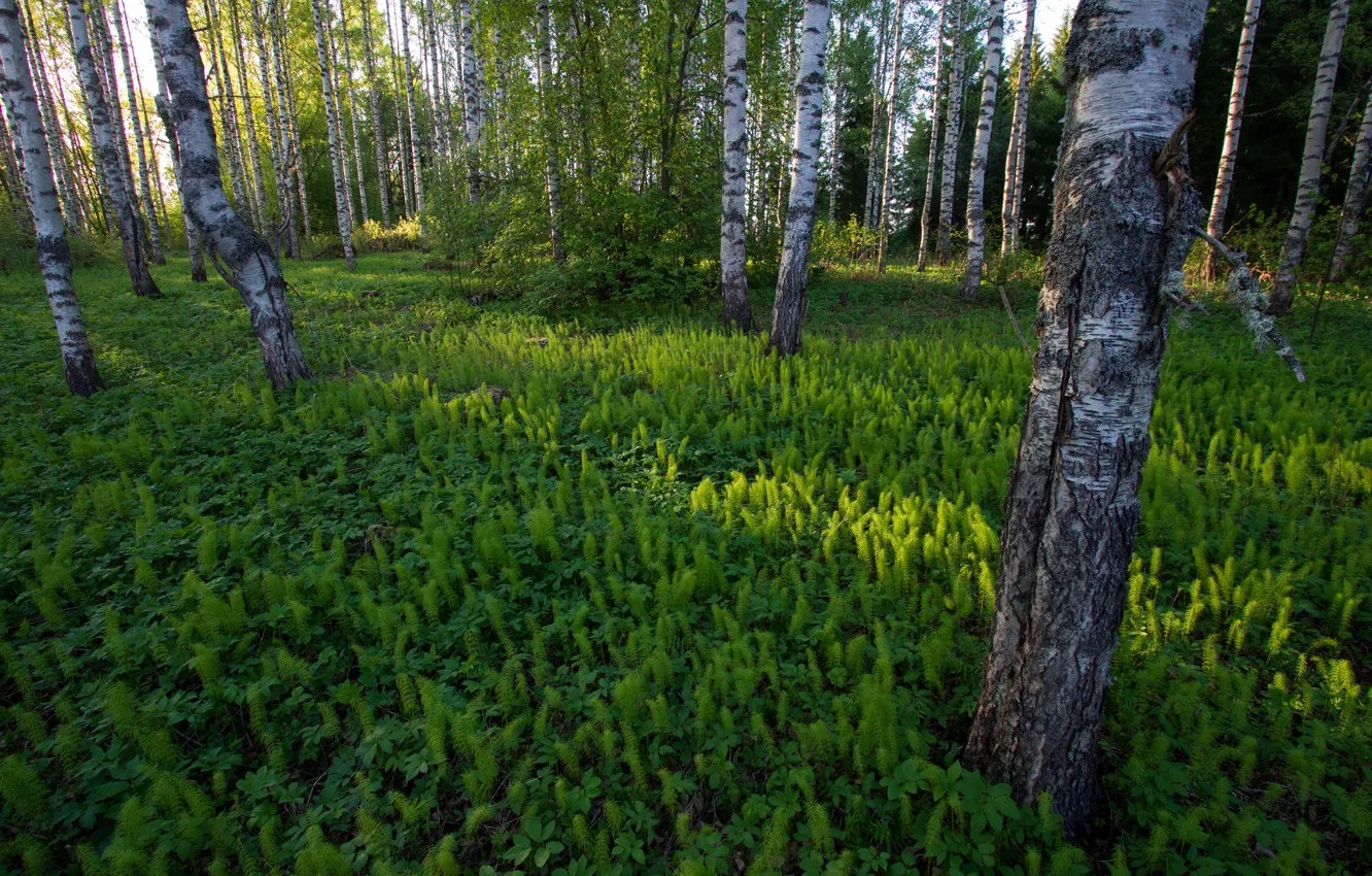 Фото обои лес, трава, берёзы, Финляндия