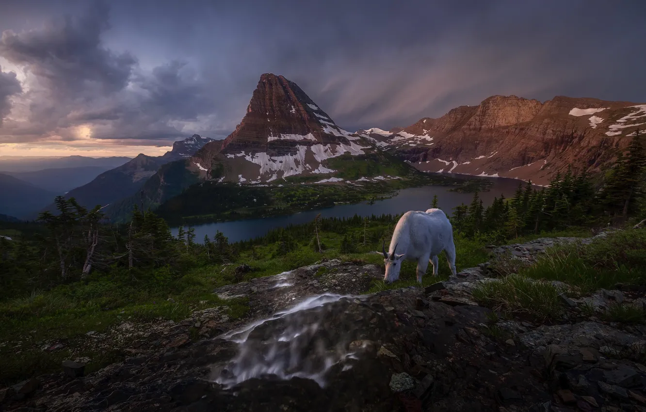 Фото обои горы, природа, коза, горная коза
