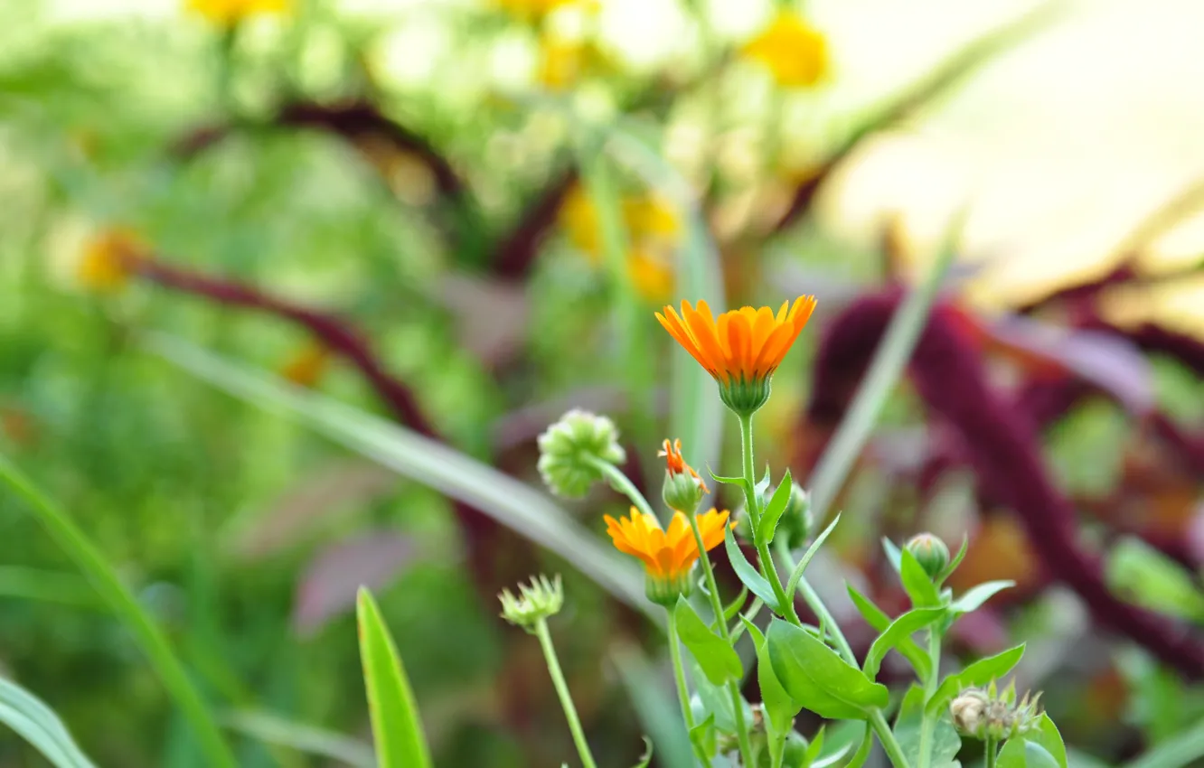 Фото обои зелень, цветок, лето, трава, оранжевый, календула