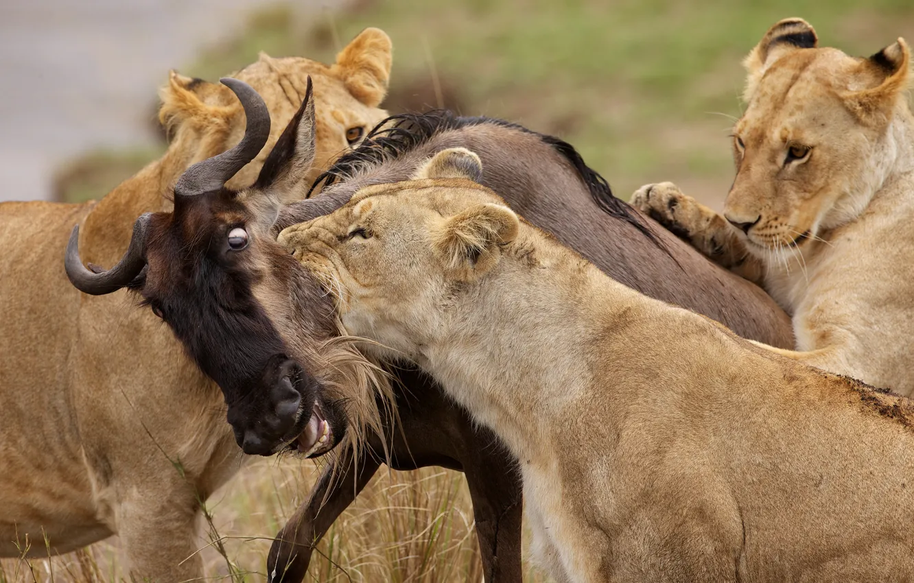 Фото обои охота, львы, добыча, антилопа