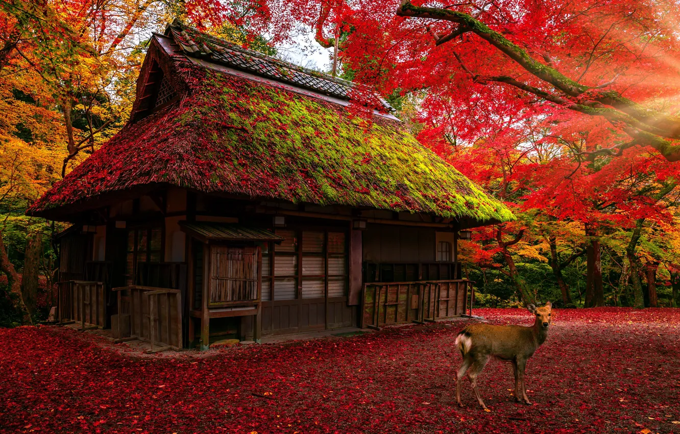 Фото обои крыша, осень, лес, листья, свет, деревья, ветки, природа