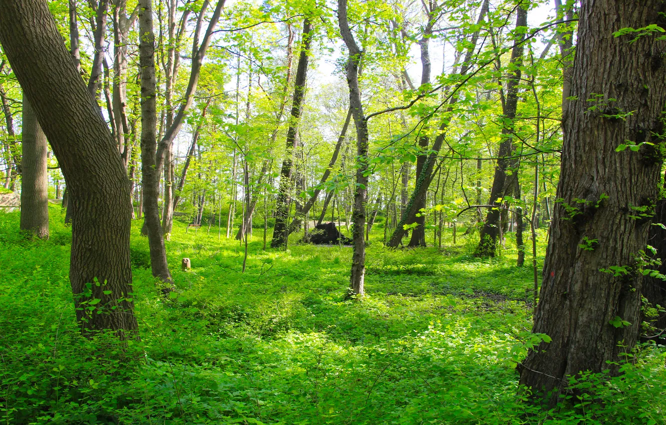Фото обои forest, trees, park