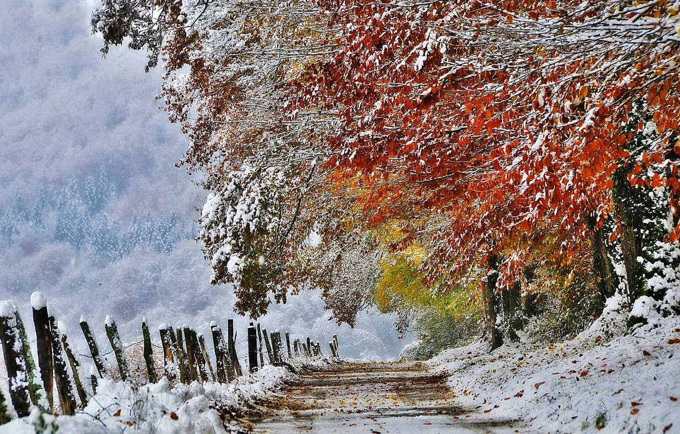 Фото обои осень, снег, природа, Франция, Ноябрь