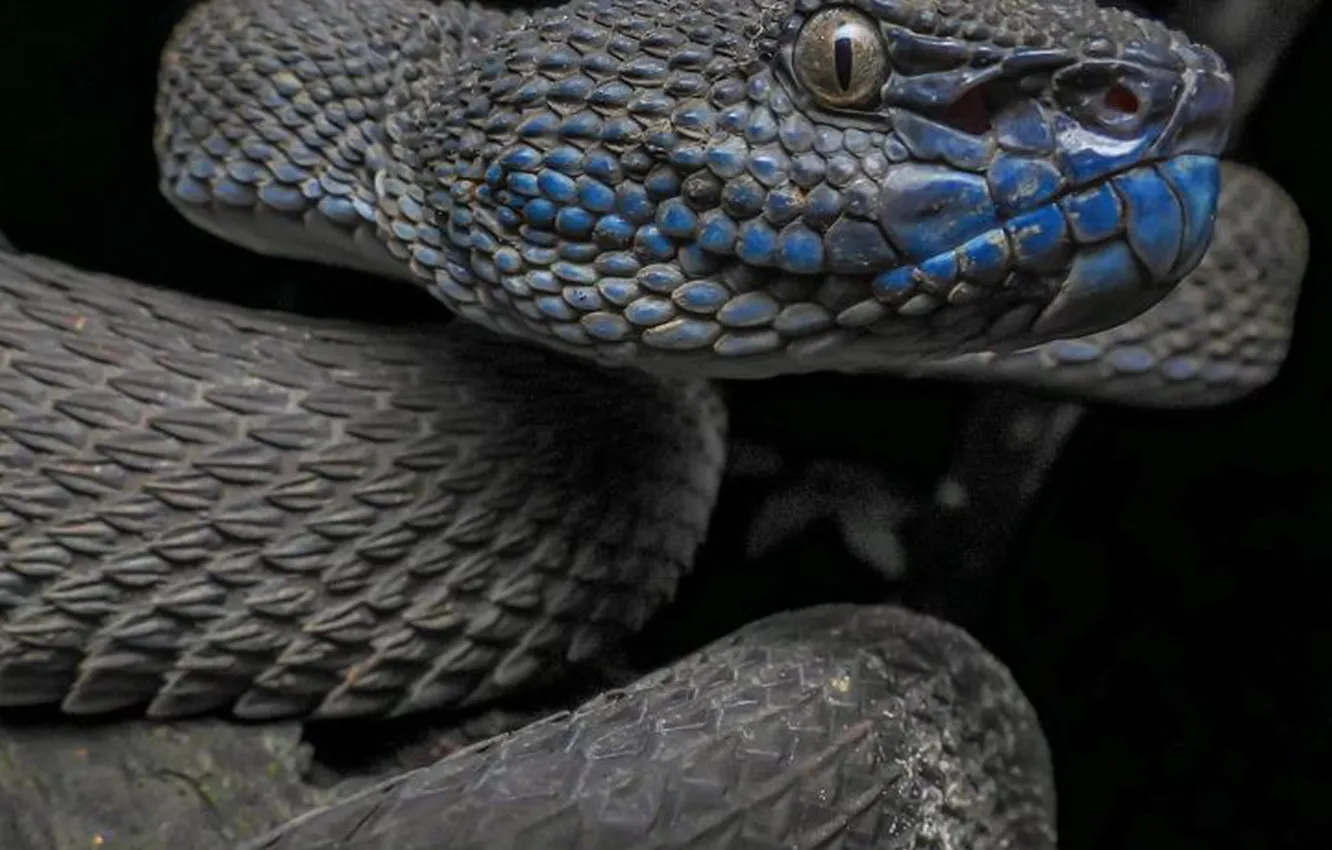 Фото обои snake, animal, wildlife