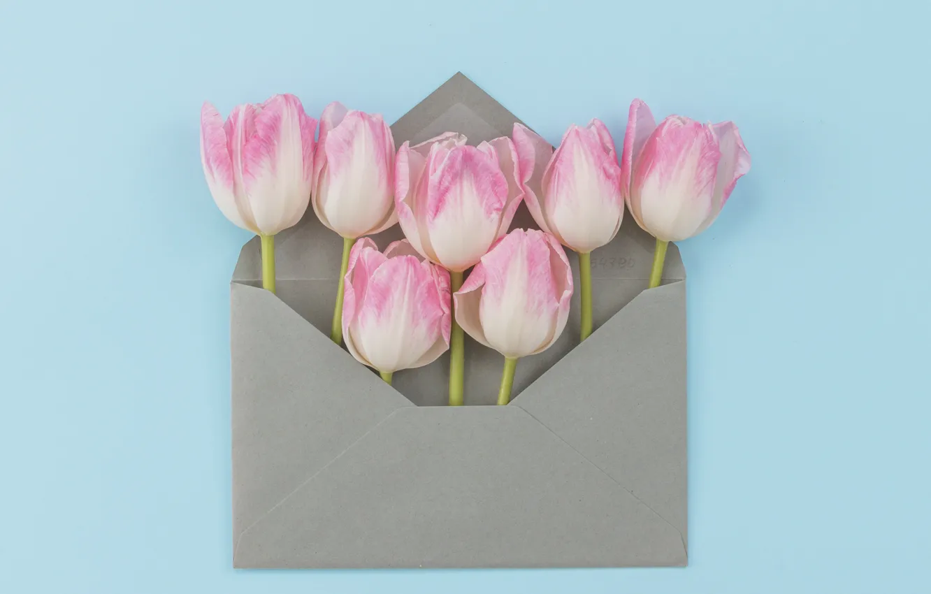 Фото обои цветы, букет, тюльпаны, розовые, fresh, pink, flowers, конверт