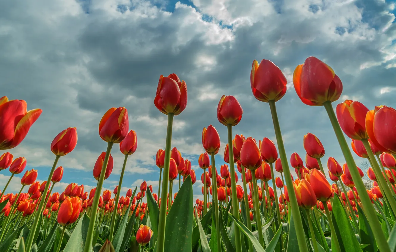 Фото обои поле, небо, облака, цветы, весна, тюльпаны, красные, клумба