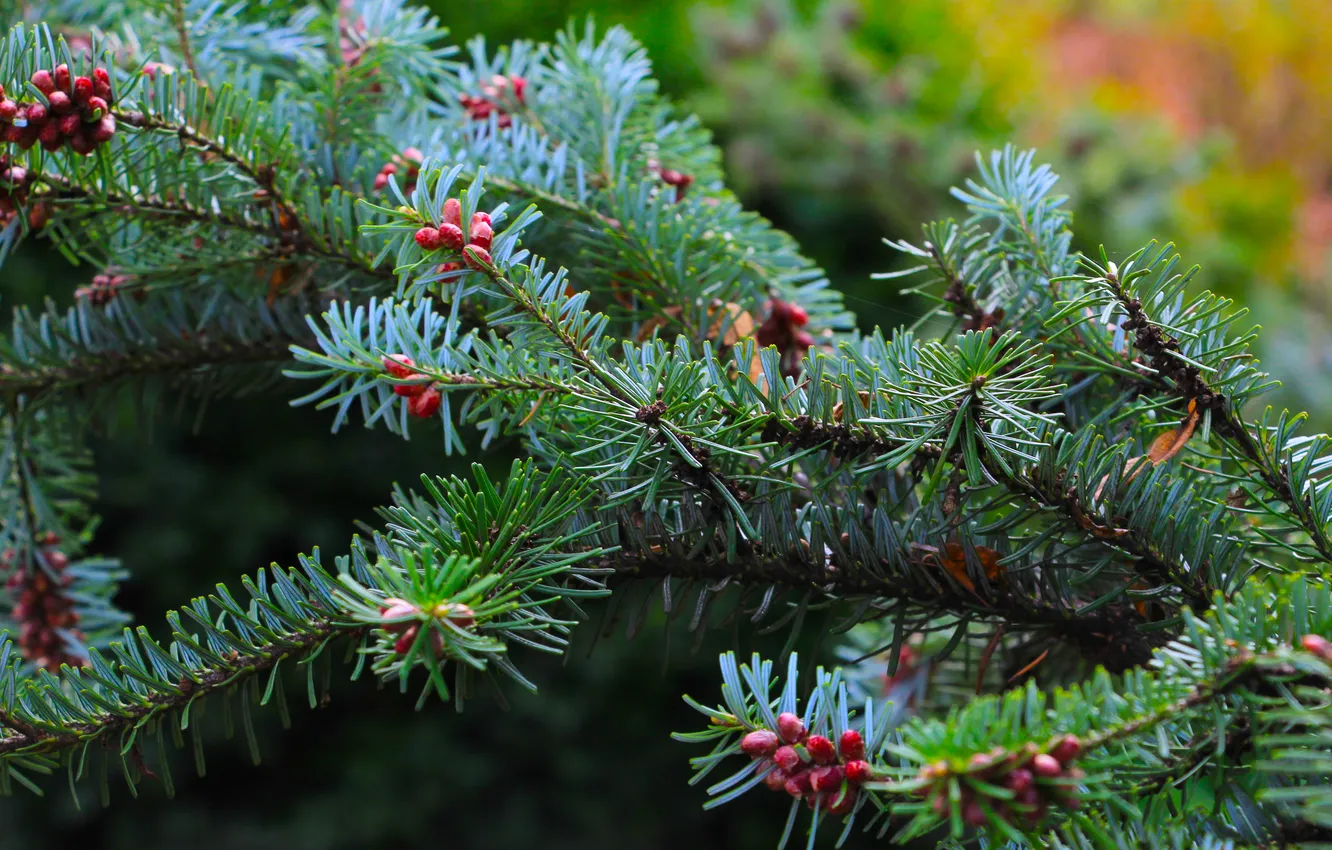 Фото обои spring, pine, spruce, twig