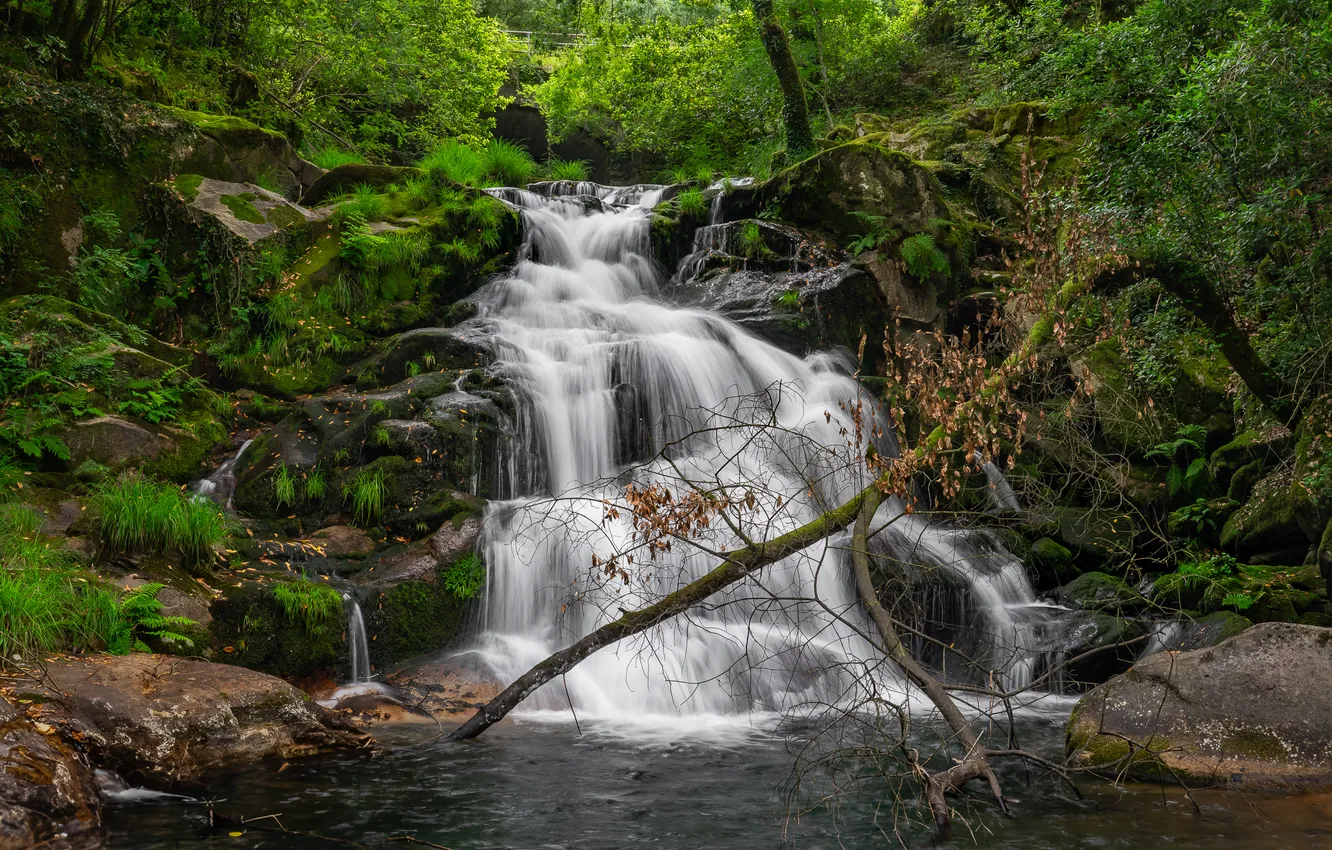 Фото обои зелень, лес, ветки, камни, берег, водопад, поток, ветка