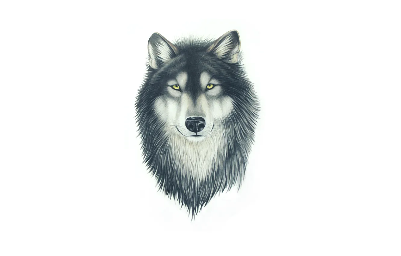 Фото обои морда, волк, собака, голова, живопись, wolf