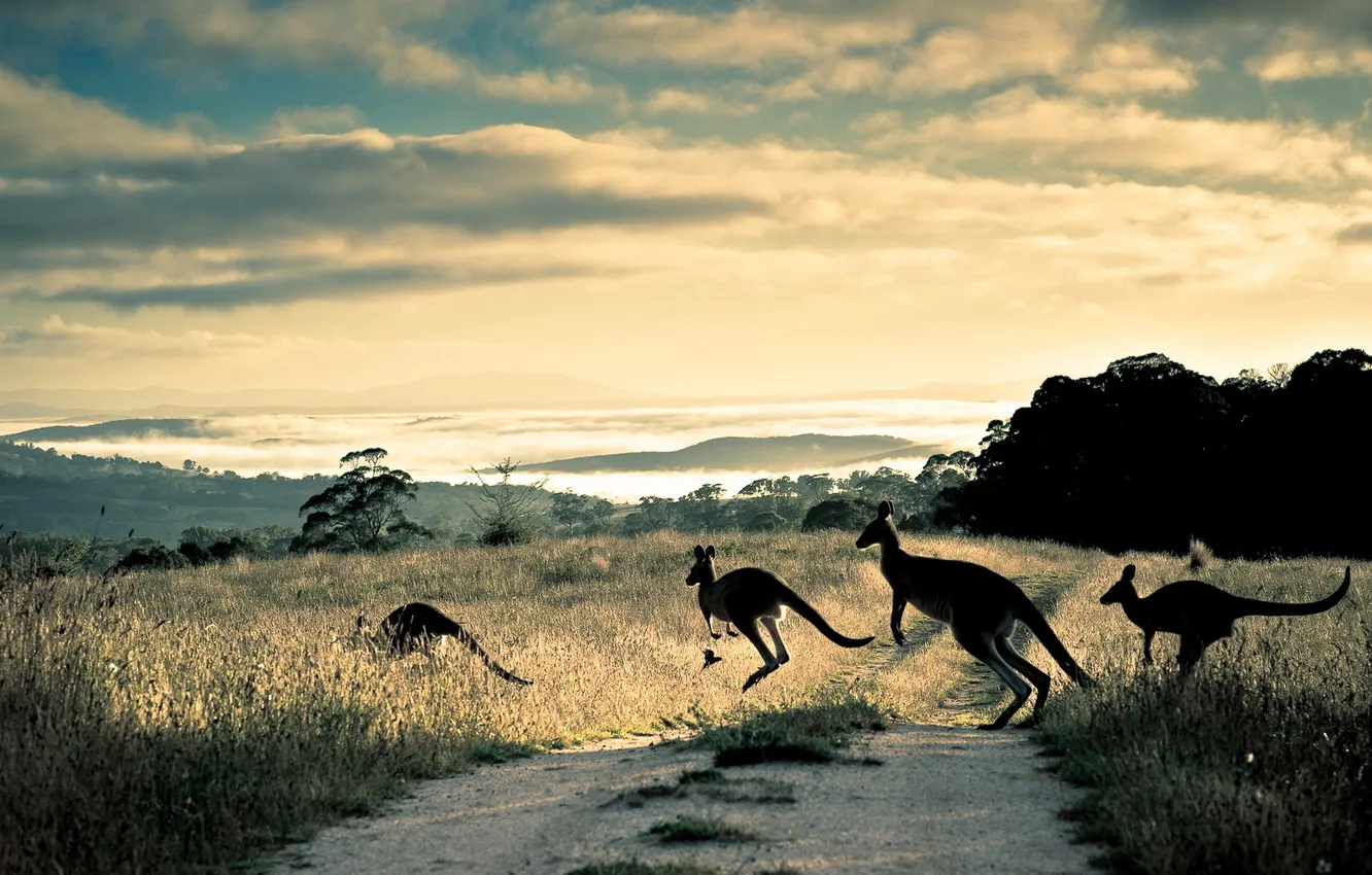 Фото обои road, hills, australia, Kangaroo