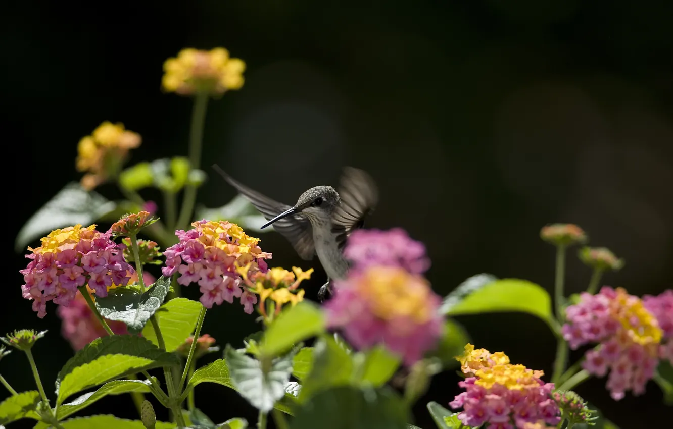 Фото обои цветы, нектар, птица, колибри