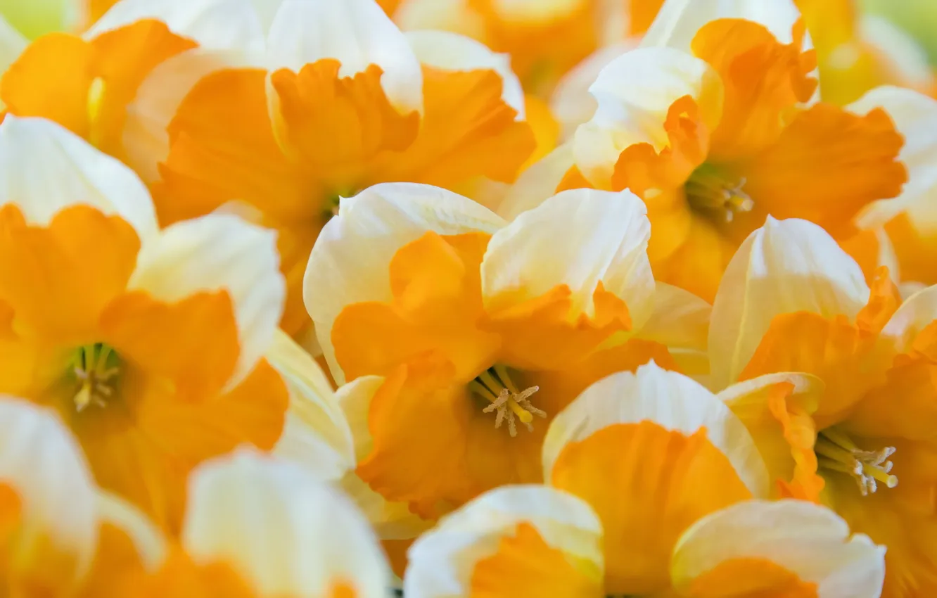 Фото обои макро, цветы, Oranje boven