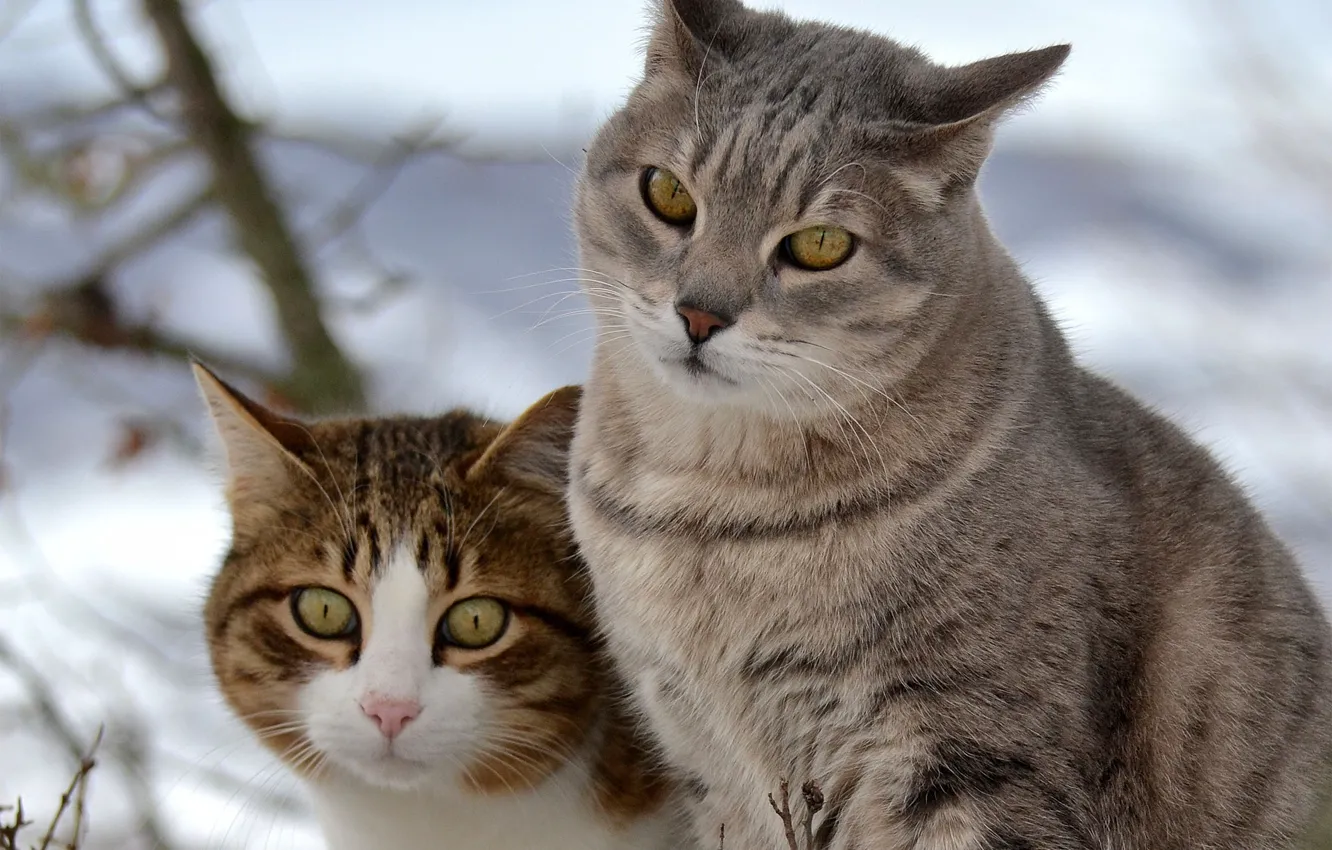 Фото обои кошка, кот, снег, прогулка, двое