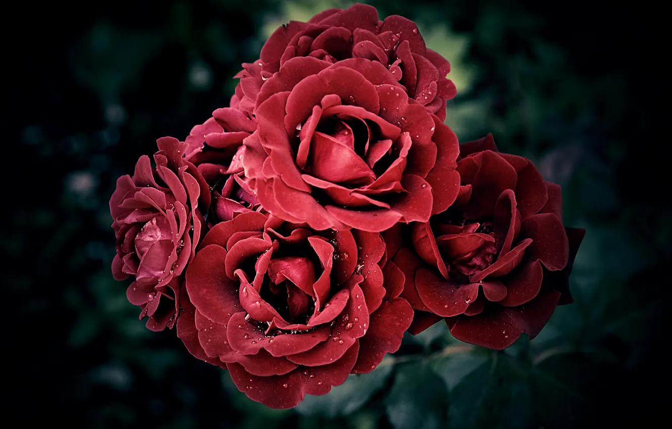 Фото обои Капли, Боке, Bokeh, Red rose, Drops, Красные розы