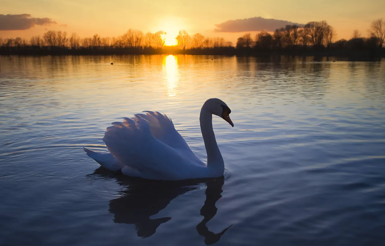 Фото обои солнце, озеро, птица, романтика, лебедь