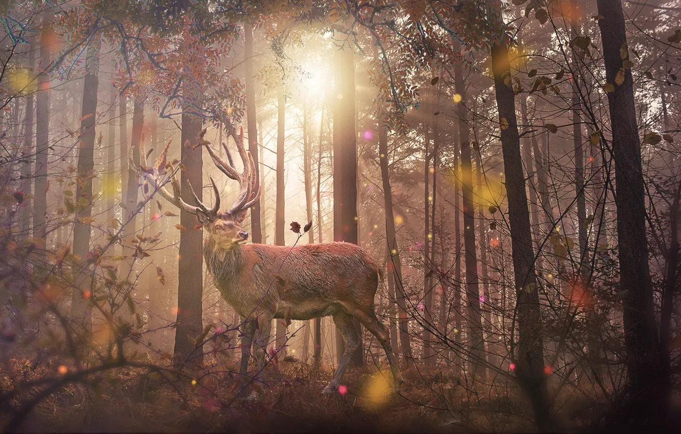 Фото обои лес, природа, олень