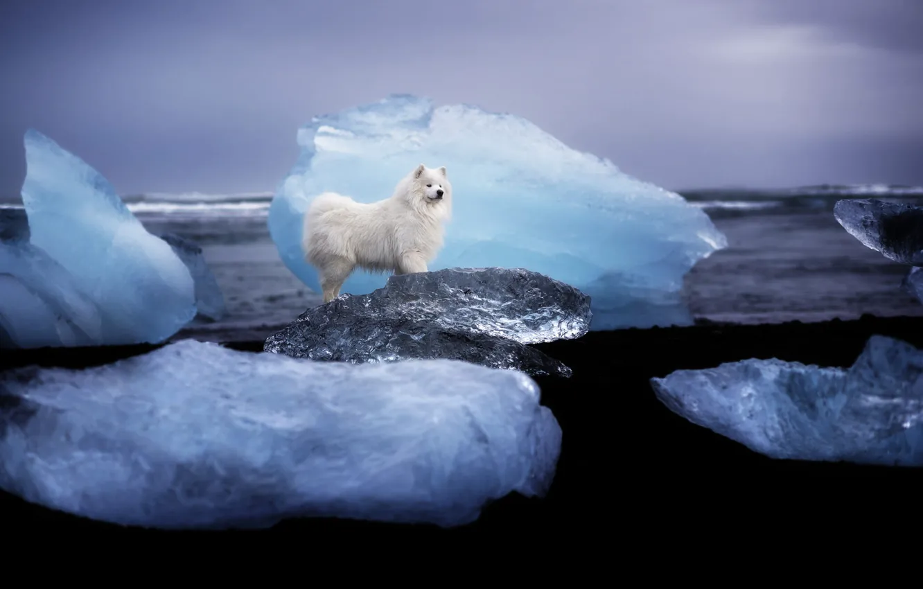 кокер спаниель и хаски. сибирский хаски снежный волк. кокер спаниель зимой. ледяная собака. ледяная собака.