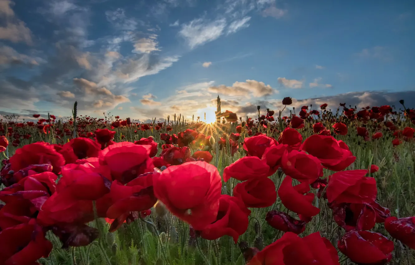 Фото обои небо, солнце, облака, цветы, маки, красные, маковое поле