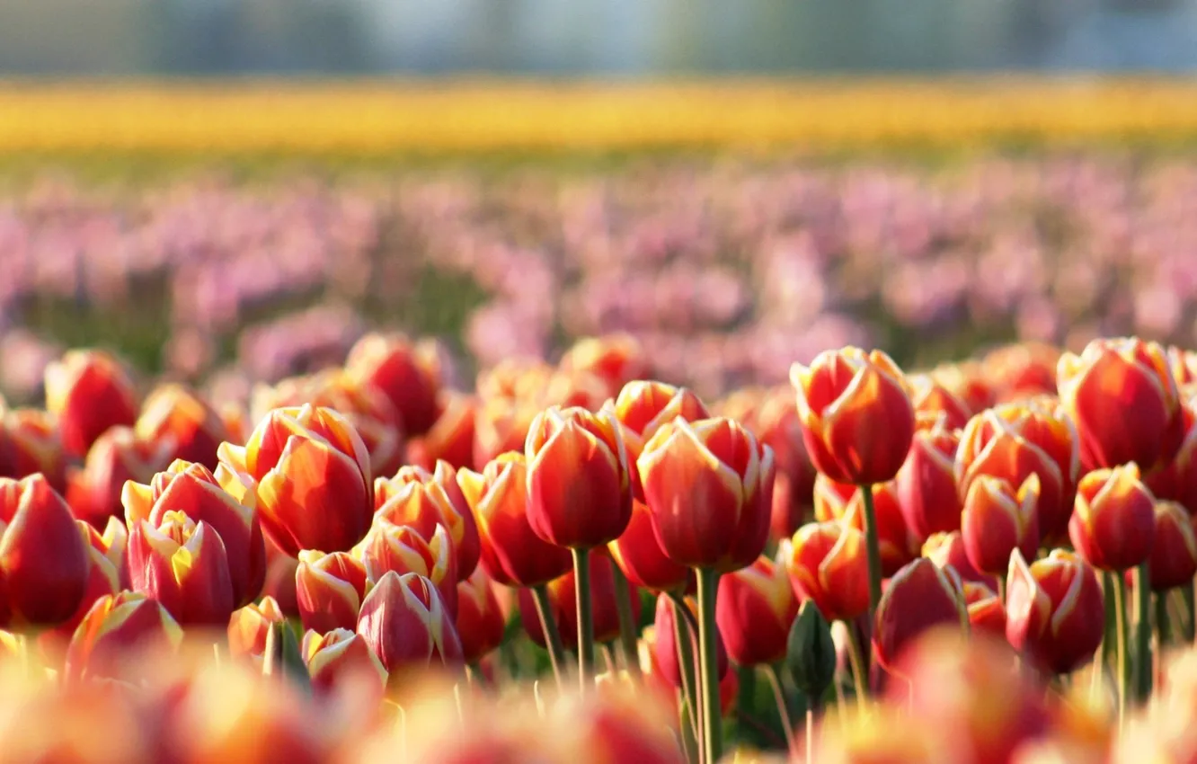 Фото обои цветы, поляна, весна, размытость, тюльпаны, красные