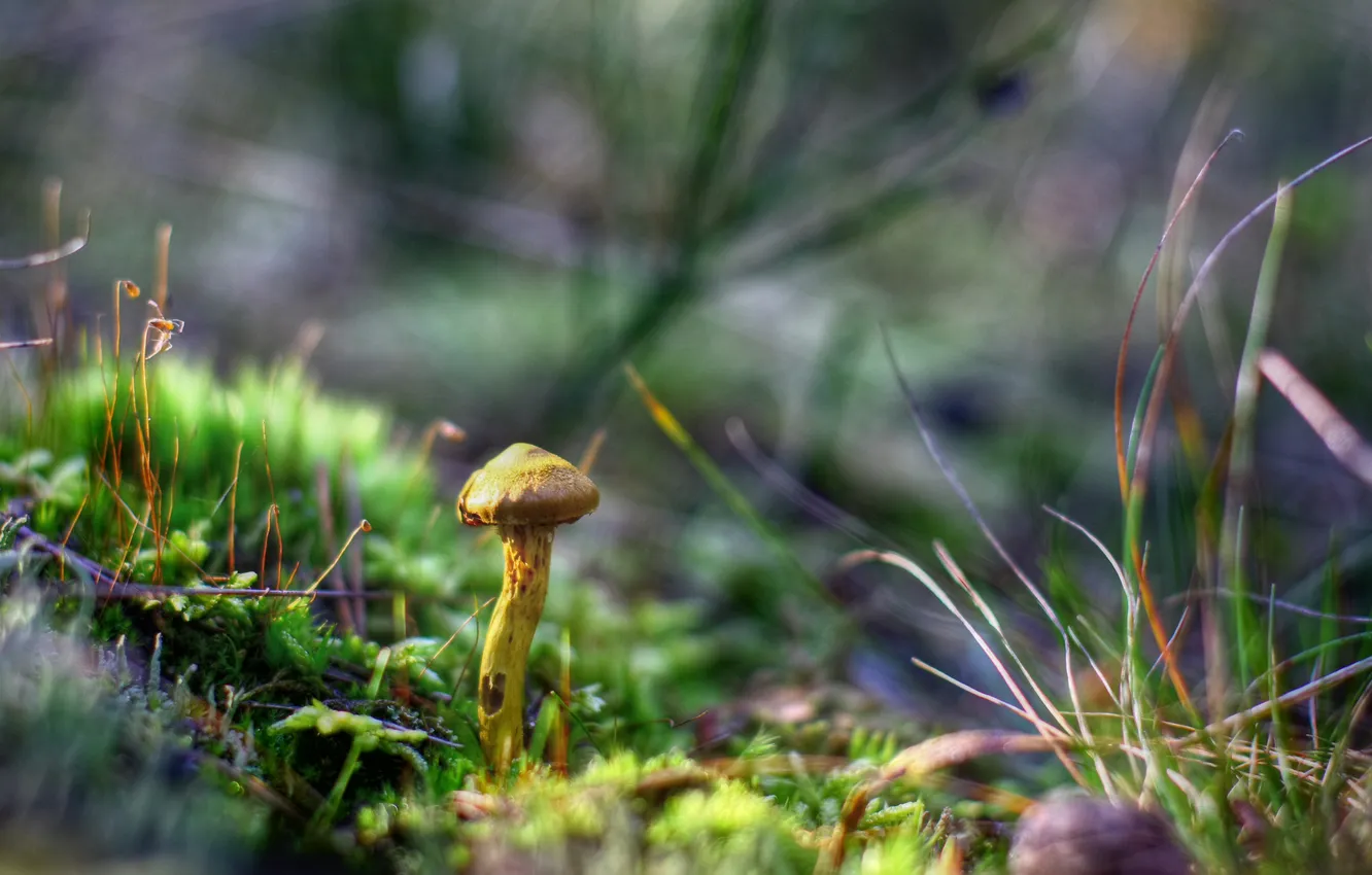 Фото обои трава, макро, грибы, осенний лес
